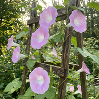 Light Pink Fuji – Garden Flower Seeds