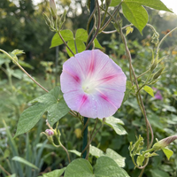 Light Pink Fuji – Garden Flower Seeds