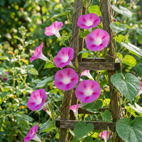 Tall Mix Pink – Mixed Flower Seeds