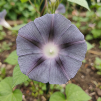 Gray Twilight Japanese – Garden Flower Seeds
