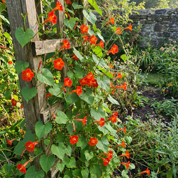 Scarlet Creeper Ipomoea – Garden Flower Seeds