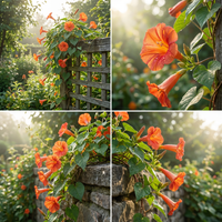 Scarlet Creeper Ipomoea – Garden Flower Seeds