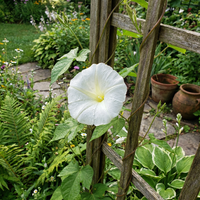 Kikyo White Japanese – Garden Flower Seeds