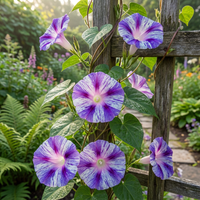 Purple Blizzard Split – Garden Flower Seeds