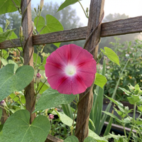 Helen Of Rex – Garden Flower Seeds