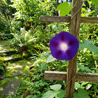 Indigo Fuji Japanese – Garden Flower Seeds