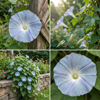 Silver Lining Japanese – Garden Flower Seeds