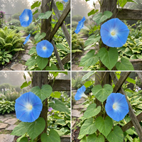 Clarkes Heavenly Blue – Colorful Flower Seeds
