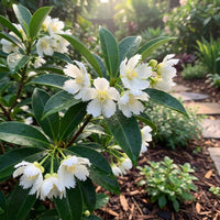White Split Petal – Garden Flower Seeds