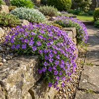 Purple Rockcress Aubrieta – Colorful Wildflower Garden Seeds