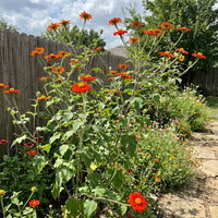 Mexican Sunflower Tithonia – Colorful Wildflower Garden Seeds