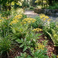 Golden Alexanders Zizia – Hardy Wildflower Garden Seeds