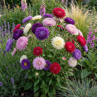 Single Mixed China Aster – Colorful Wildflower Garden Seeds