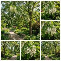 Robinia Pseudoacacia – Fragrant Cold Hardy Black Locust Tree Seeds