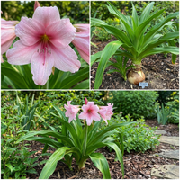 Crinum Lily Pat-a-cake Jumbo Blooming-size Bulb New Very - Flower