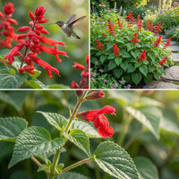 Scarlet Sage Salvia Coccinea – Colorful Wildflower Garden Seeds