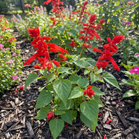 Scarlet Sage Salvia Coccinea – Colorful Wildflower Garden Seeds