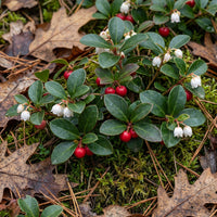 Wintergreen Creeping Gaultheria Procumbens – Hardy Groundcover Flower Seeds