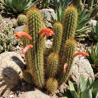 Cleistocactus Tominensis – Succulent Cactus Garden Seeds