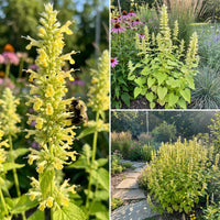 Yellow Giant Hyssop Agastache – Colorful Wildflower Garden Seeds