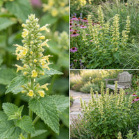 Yellow Giant Hyssop Agastache – Colorful Wildflower Garden Seeds
