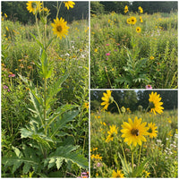 Compass Plant Silphium Lacinatum – Hardy Wildflower Garden Seeds
