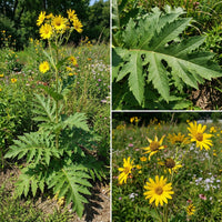 Compass Plant Silphium Lacinatum – Hardy Wildflower Garden Seeds