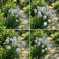 Empress Rocket Candytuft Iberis – Colorful Wildflower Garden Seeds
