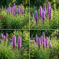 Marsh Blazing Star Liatris Spicata – Colorful Wildflower Garden Seeds