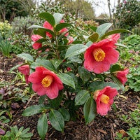 Camellia Chekiangoleosa – Flowering Shrub Garden Seeds