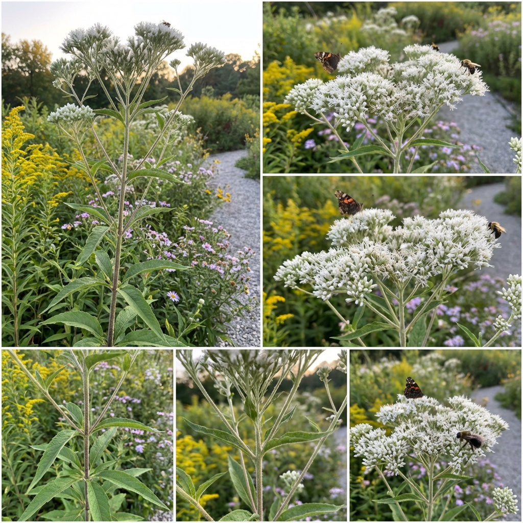 Tall Boneset Eupatorium Altissimum – Hardy Wildflower Garden Seeds