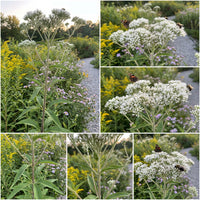 Tall Boneset Eupatorium Altissimum – Hardy Wildflower Garden Seeds