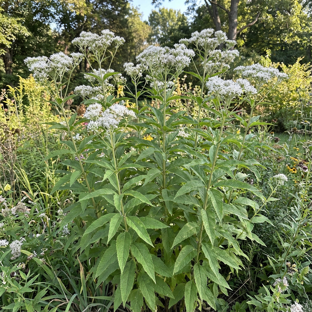 Tall Boneset Eupatorium Altissimum – Hardy Wildflower Garden Seeds
