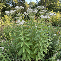 Tall Boneset Eupatorium Altissimum – Hardy Wildflower Garden Seeds