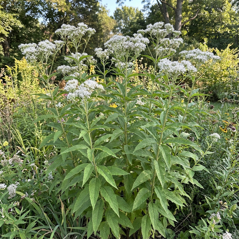Tall Boneset Eupatorium Altissimum – Hardy Wildflower Garden Seeds