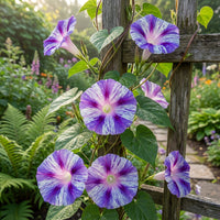 Starburst Japanese Morning – Garden Flower Seeds