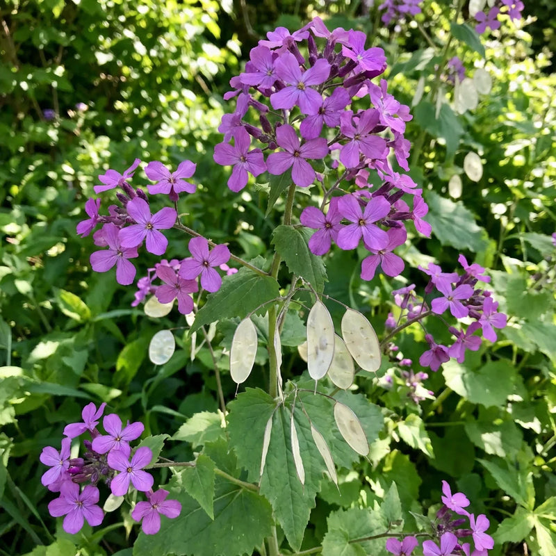 Moonwort Lunaria biennis flowering plant garden seeds for ornamental gardening
