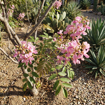 Ungnadia Speciosa Mexican Buckeye Fabulous Native Tree Screening Shrub