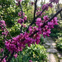 Judas Tree (cercis Siliquastrum) 20xeastern Redbud Seeds Homegrown Beautiful – Hardy Fruit Tree Seeds