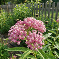 Swamp Milkweed Asclepias Incarnata – Native Perennial Flower Seeds