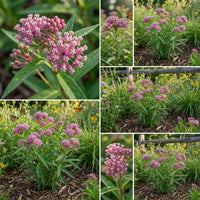 Cinderella Swamp Milkweed Asclepias Incarnata – Perennial Flower Seeds