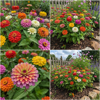 Zinnia Giant Mix Aztec Empress – Colorful Flower Garden Seeds