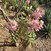 Ungnadia Speciosa Mexican Buckeye Fabulous Native Tree Screening Shrub