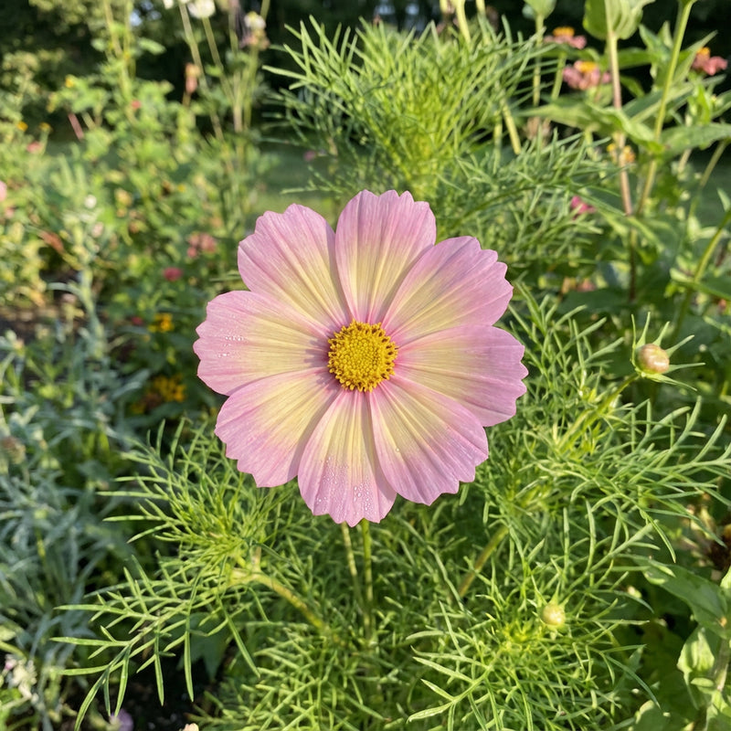 Daydream Cosmos – Colorful Wildflower Garden Seeds