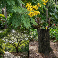 Peltophorum Pterocarpum – Copper Pod Fragrant Tree Seeds