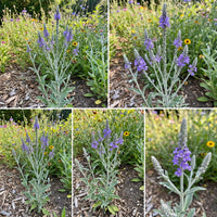 Hoary Vervain – Hardy Wildflower Garden Seeds