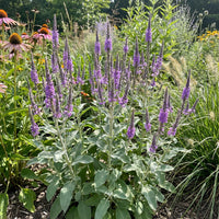 Hoary Vervain – Hardy Wildflower Garden Seeds