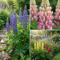 Perennial Lupine – Hardy Wildflower Garden Seeds