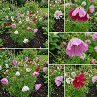 Sea Shells Cosmos – Colorful Wildflower Garden Seeds