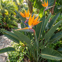 Bird of Paradise Strelitzia Reginae – Tropical Garden Flower Seeds